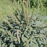 Amaranthus palmeri Folla