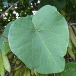 Cercis griffithii Leaf