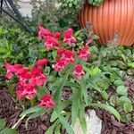 Penstemon utahensis Flor