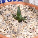 Ariocarpus retusus Blad