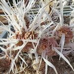 Tephrocactus articulatus 葉