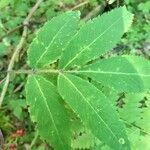 Sambucus racemosa Leaf