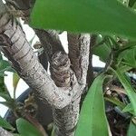 Cordyline stricta Ŝelo