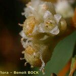 Cuscuta scandens Fruto