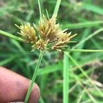 Cyperus polystachyos Flower