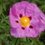 Cistus x purpureus Lam.Flower