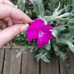 Lychnis coronata Květ