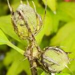 Hibiscus syriacus Fruit