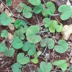 Dichondra micrantha Habit