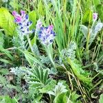 Oxytropis splendens Hoja