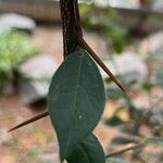 Putterlickia verrucosa Bark