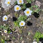 Leucanthemopsis alpina 花