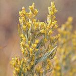 Artemisia cana Цветок