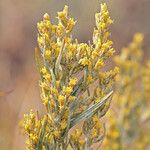 Artemisia cana 花