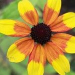 Rudbeckia triloba Lorea