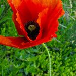 Papaver argemone Kvet