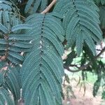 Senegalia ataxacantha Leaf