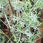 Artemisia alba Likasa