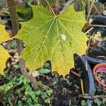 Acer platanoides List