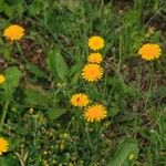 Hypochaeris radicata Flower