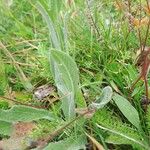 Centaurea uniflora Foglia