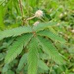 Mimosa pudicaLevél