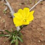 Oenothera strictaBlomst