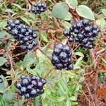 Ligustrum vulgare Fruit