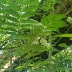 Sorbus aucupariaЛіст