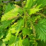 Urtica membranacea Συνήθη χαρακτηριστικά