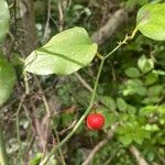 Smilax rotundifolia Fruit