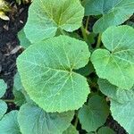 Cucurbita moschata 葉