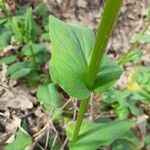 Doronicum plantagineum ഇല