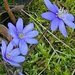 Hepatica nobilis Flor