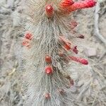 Cleistocactus hyalacanthus Квітка