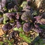 Brassica juncea पत्ता