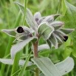 Nonea vesicaria Floare