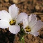 Linanthus dianthiflorus Flor