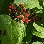 Viburnum lantanoides Fruit