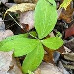 Galium circaezans Blad