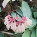 Bulbophyllum longiflorum Fleur