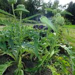 Cynara cardunculus Habitus