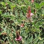 Indigofera schimperi 花