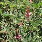 Indigofera schimperi Flower