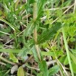 Veronica prostrata Blad