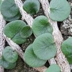Microgramma vacciniifolia Ліст