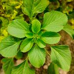 Acalypha indica পাতা