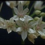 Allium unifolium Muu