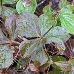 Cornus canadensis Blatt