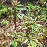 Rhododendron tomentosumLehti